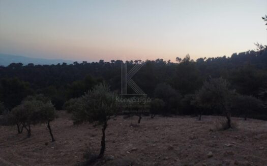 Distinguished Olive Farm For Sale In Jarash
