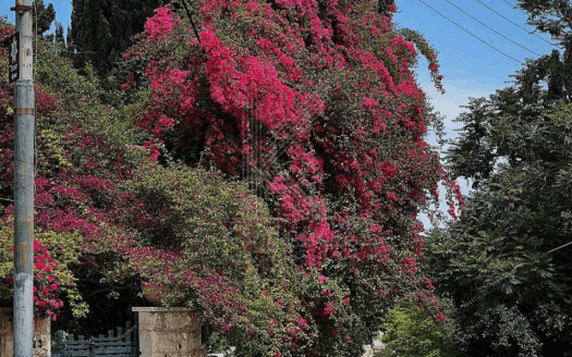 Luxury Furnished Studio For Rent In Rainbow st